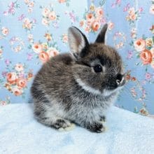 ネザーランドドワーフラビット　ブラックオター　男の子　１２月２１日