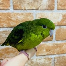 べたなれのサザナミインコが来ました♪