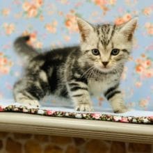 好奇心旺盛！アメリカンショートヘアー