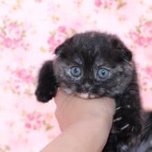 スコティッシュフォールドの姉妹入舎しました♪