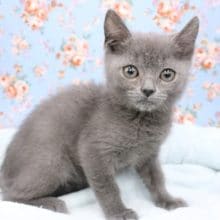 久しぶりの！　ブリティッシュショートヘアの男の子　2019.12/9入舎