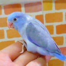 マメルリハ　コバルトパイド　２０２０年１月１７日撮影