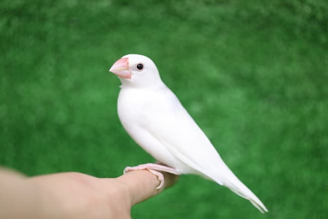 馴れてきました 白文鳥 最新画像 東京からもほど近い 千葉県 神奈川県 埼玉県で文鳥 ブンチョウ 白文鳥 を販売するペットショップ