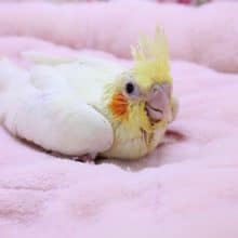 人気がありすぎて…　白オカメインコ入舎しました 2020.1/30