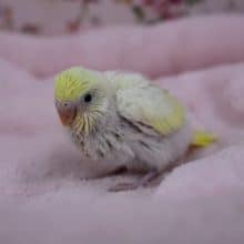 毎度好評！セキセイインコのレアカラー　2020.1/7入舎