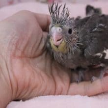 定番！オカメインコのノーマルカラー　2020.1/21入舎