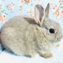 ネザーランドドワーフラビット　オパール　女の子　１月２日