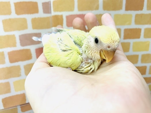 コザクラインコ（小桜インコ）