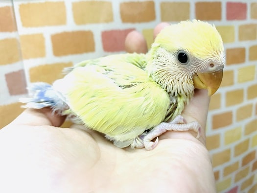 手乗りコザクラインコ　ゴールデンチェリー　１月２５日