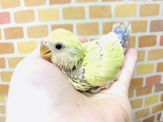 コザクラインコ（小桜インコ）