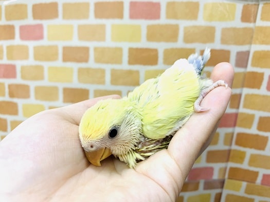 コザクラインコ（小桜インコ）