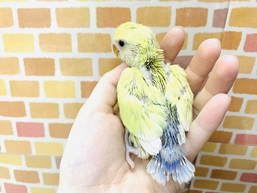 コザクラインコ（小桜インコ）