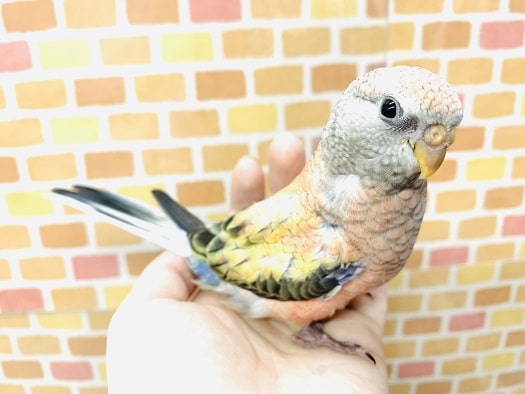 アキクサインコ（秋草インコ）