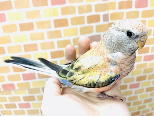 アキクサインコ（秋草インコ）