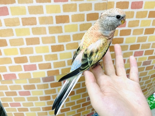 アキクサインコ（秋草インコ）