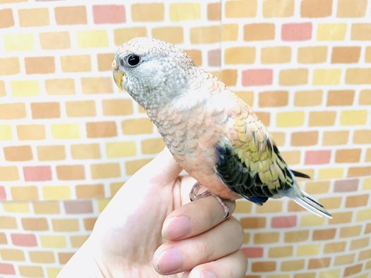 アキクサインコ（秋草インコ）