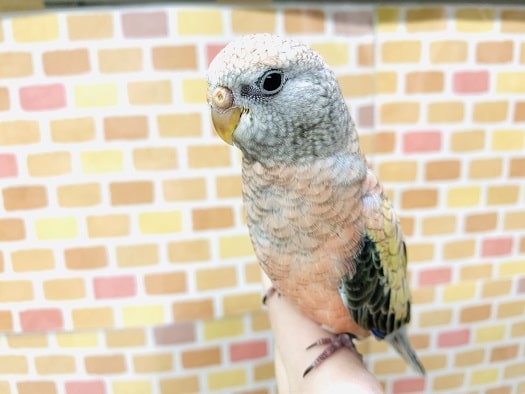 アキクサインコ（秋草インコ）