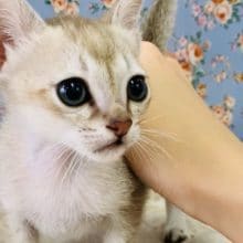 世界最小の猫ちゃん！シンガプーラが入舎です！