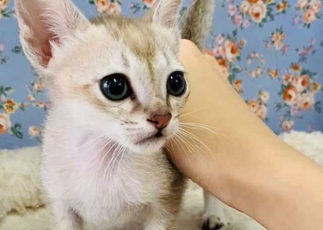 世界最小の猫ちゃん シンガプーラが入舎です 東京からもほど近い 千葉県 神奈川県 埼玉県でシンガプーラ を販売するペットショップ
