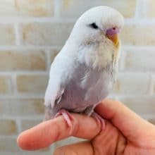 頭がとても大きいジャンボセキセイが入舎しました！