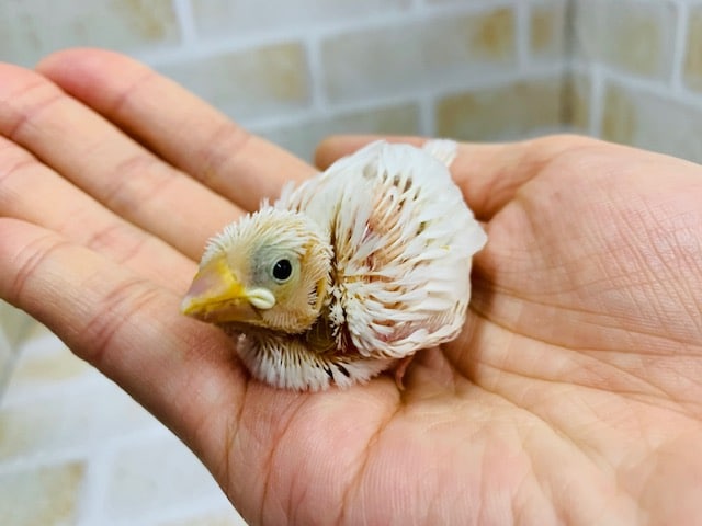 人気色の白文鳥さんが入舎です 東京からもほど近い 千葉県 神奈川県 埼玉県で文鳥 ブンチョウ 白文鳥 を販売するペットショップ