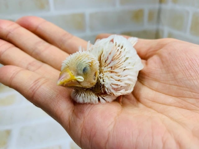 人気色の白文鳥さんが入舎です 東京からもほど近い 千葉県 神奈川県 埼玉県で文鳥 ブンチョウ 白文鳥 を販売するペットショップ