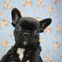 鼻ぺちゃ犬！フレンチブルドッグ！