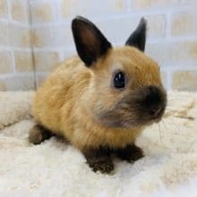 日本では珍しいポーリッシュさん♪