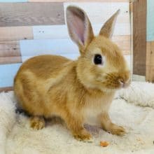 ころころ可愛いネザーランドドワーフさん☆