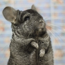 チンチラグレーエボニー