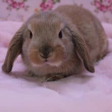 大変お待たせしました！国産ロップイヤーラビットの女の子　2020.1/23入舎