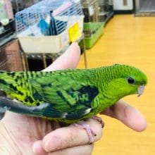 馴れてます。　サザナミインコ　ノーマル　ヒナ餌卒業しました。