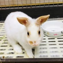 ネザーランドドワーフラビット　ブロークン　男の子