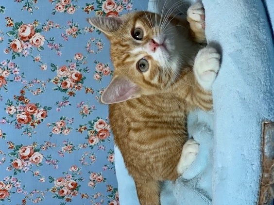 アメリカンショートヘアー２０１９年１０月１９日生まれ