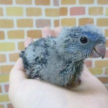 手乗りサザナミインコ　ブルー　２月６日