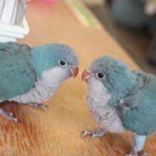 オキナインコのブルーがやって来た！