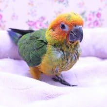 愛されキャラ?! コガネメキシコインコのひな　2020.2/4入舎