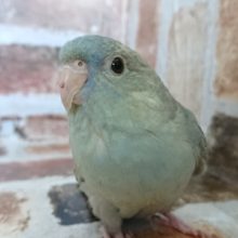 おっとり控えめなサザナミインコ♪