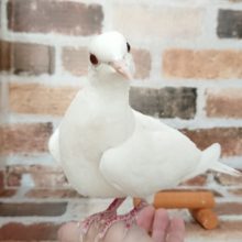 マジックでお馴染み！ギンバト居ます！