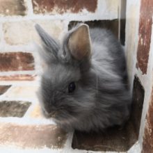 毛並みがきれい！！ライオンラビットいます。