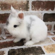 目がうもれる程モフモフなライオンラビットくん！