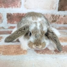 いい仔すぎる！ロップイヤー