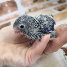 マメルリハの男の子のヒナ入荷いたしましたー！！