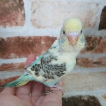 4色の欲張りカラー！セキセイインコ！