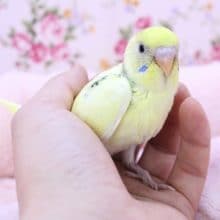 見えないところへのこだわり?! セキセイインコのひな 2020.2/27入舎