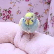 レインボー系のレアカラー！！セキセイインコ 2020.1/30入舎
