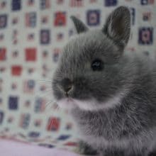 まんまるころころ！ドワーフラビット！