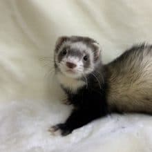 マーシャルフェレット　セーブルミット　フェアー中！