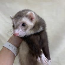 マーシャルフェレット　バターミット　フェアー中！