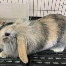 ライオンロップイヤーラビット懐こい系男子！